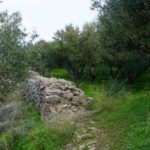 Olive Grove – Olive Mill